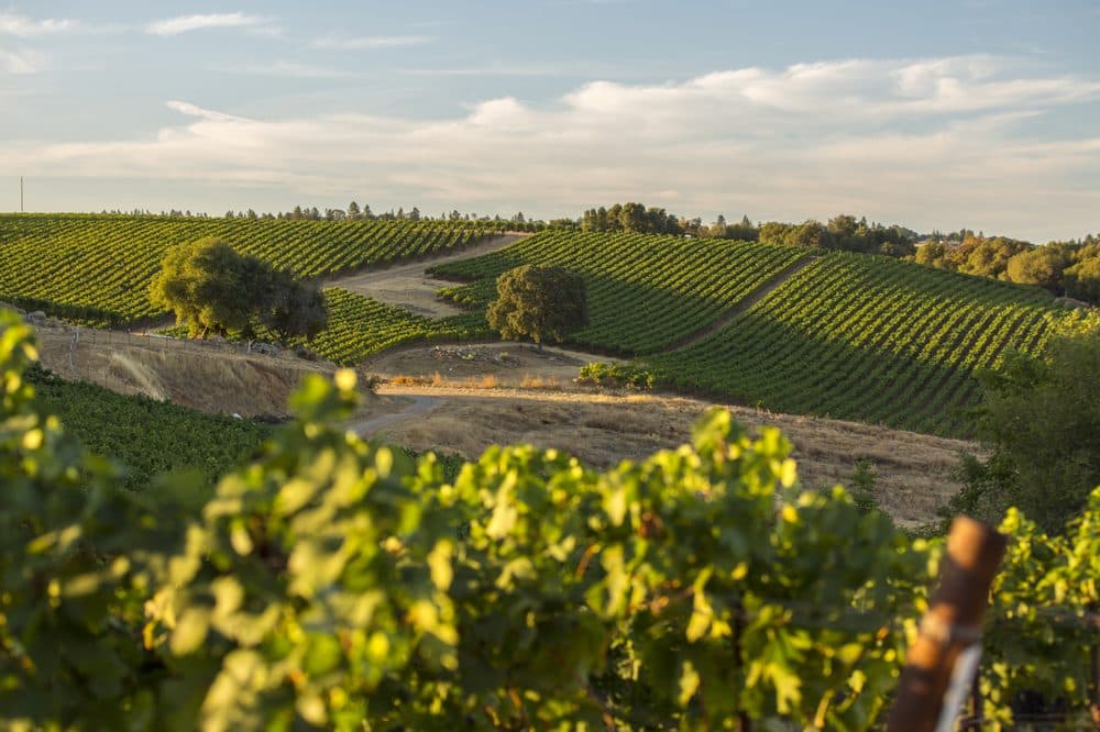 Rombauer Vineyards: How Gallo is exporting the Californian dream