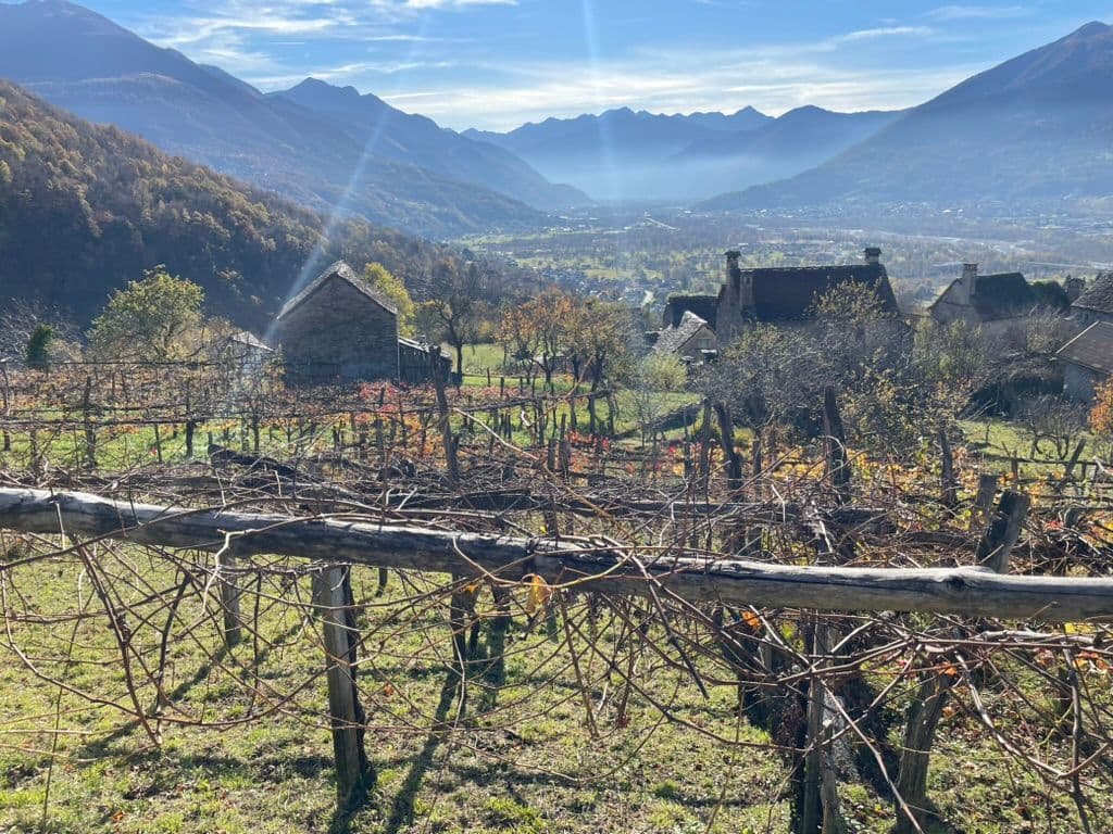 Why Nebbiolo Day is such a unique opportunity for UK wine buyers