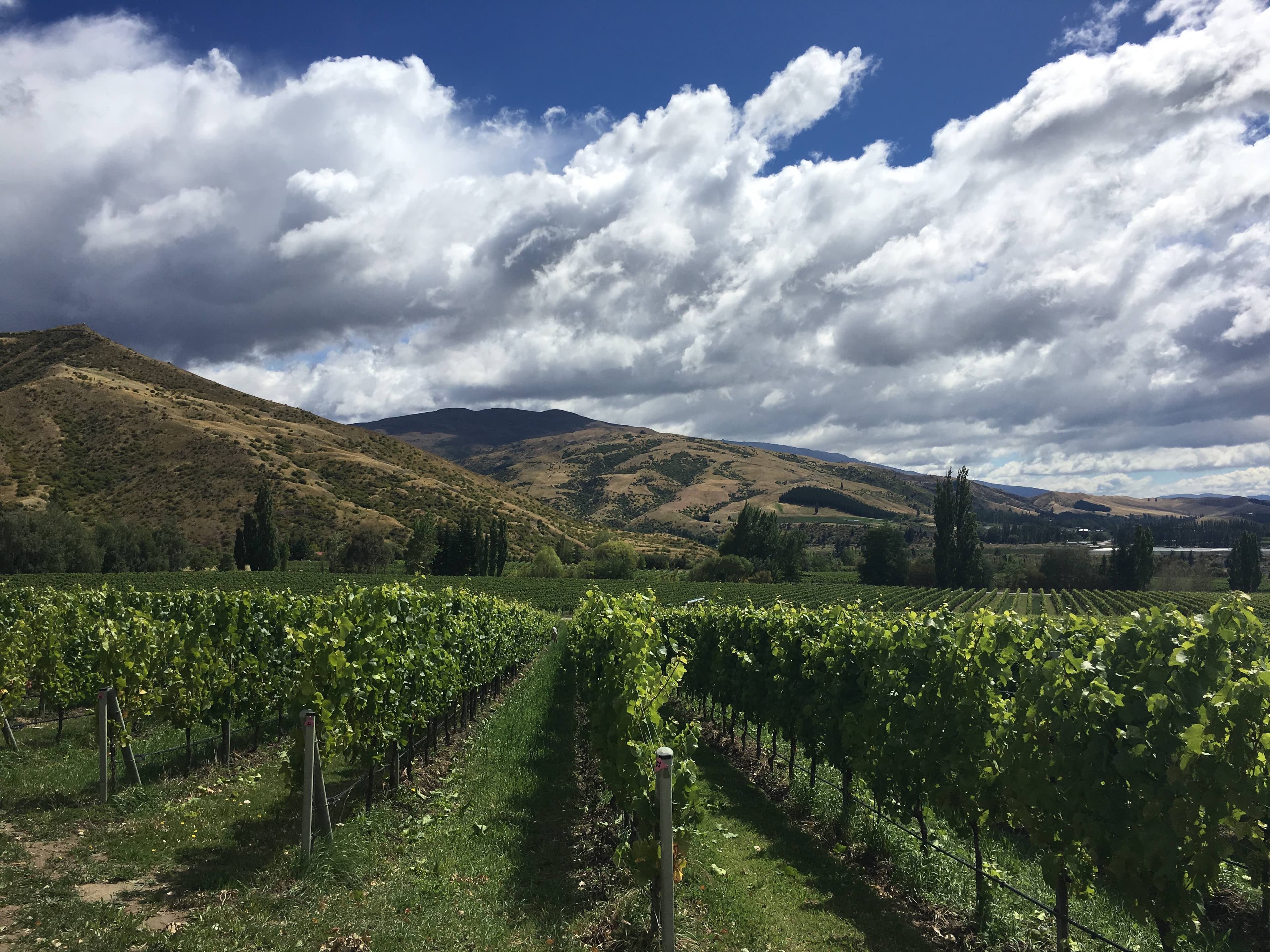 Does New Zealand stick with Sauv Blanc or twist with new varieties?