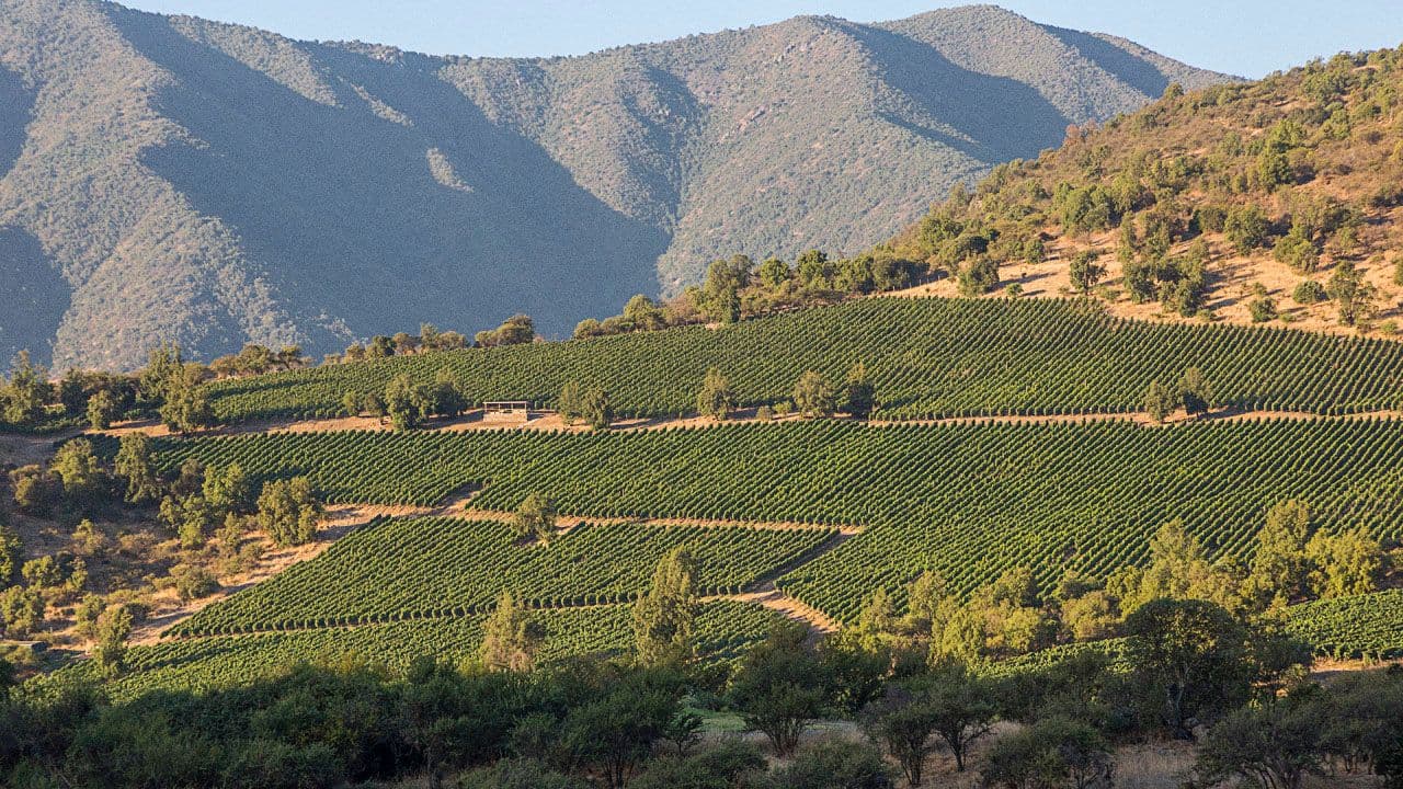 UK is key to VSPT Wine Group’s global South American strategy