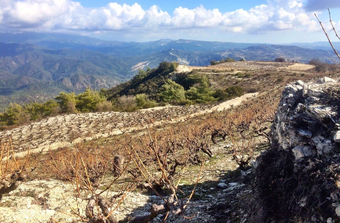 How Cyprus is re-discovering its native grape varieties