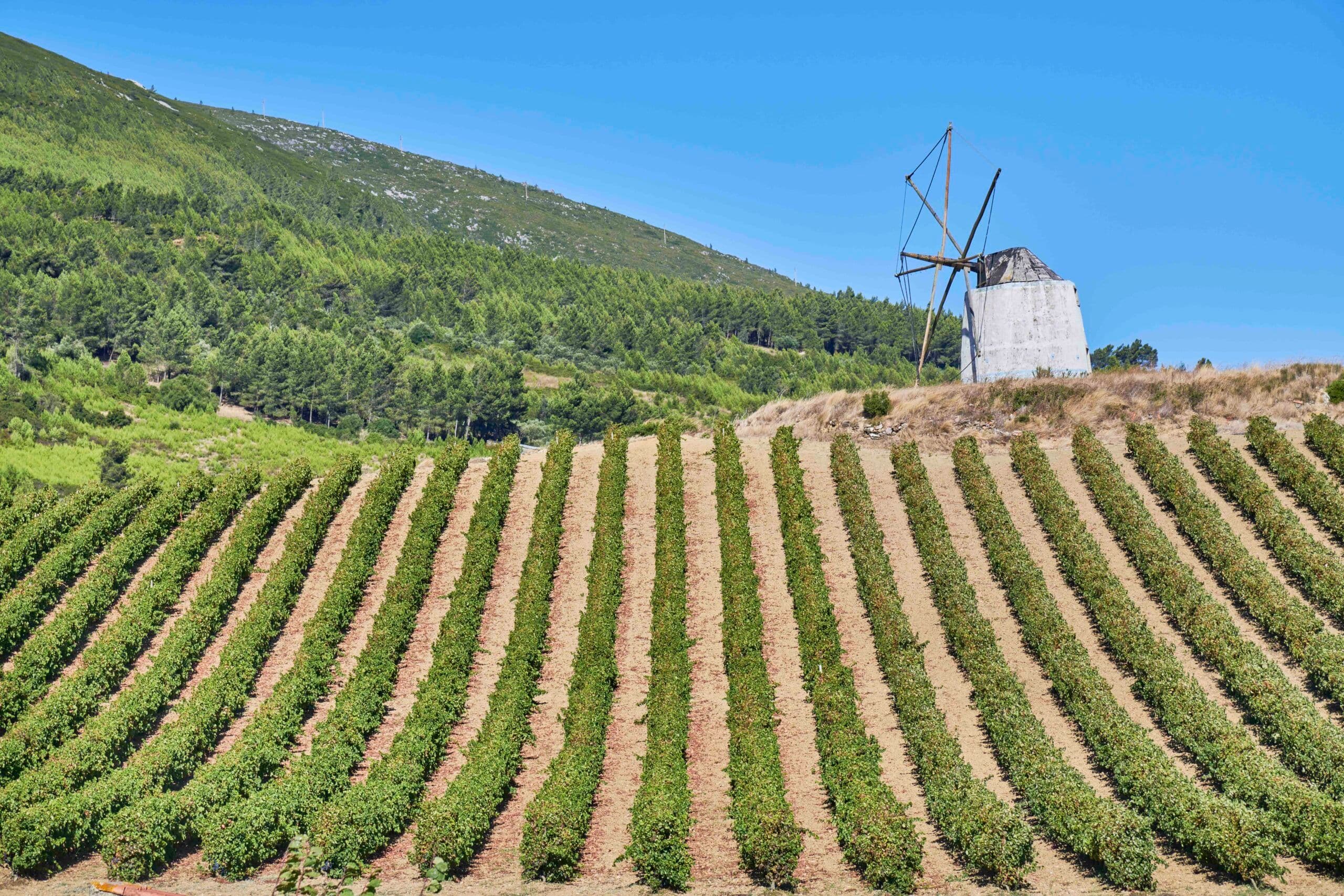 Vinhos de Lisboa – the irrefutable charm of the wines of Lisbon