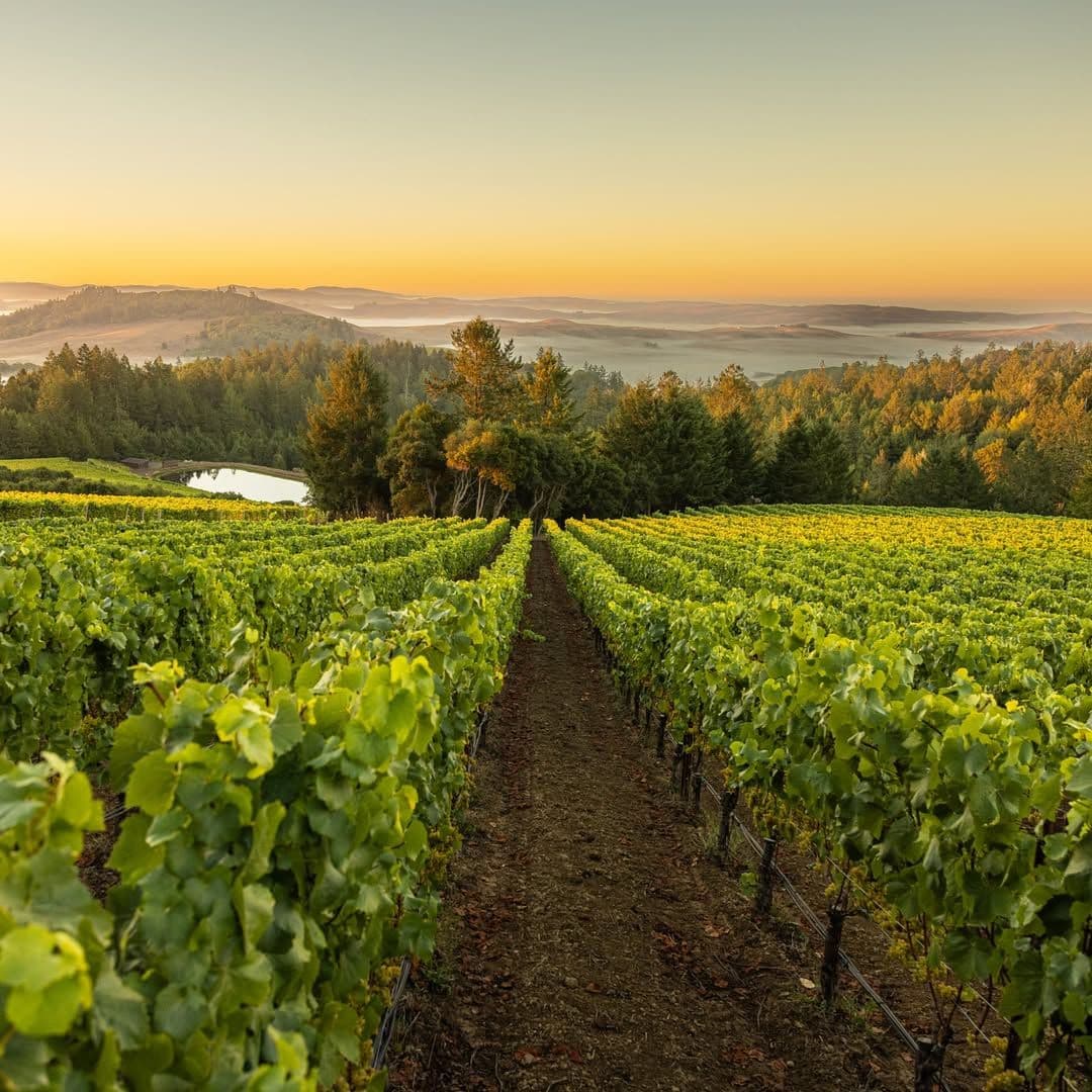 AXA Millésimes' expanded California offering with Platt Vineyard