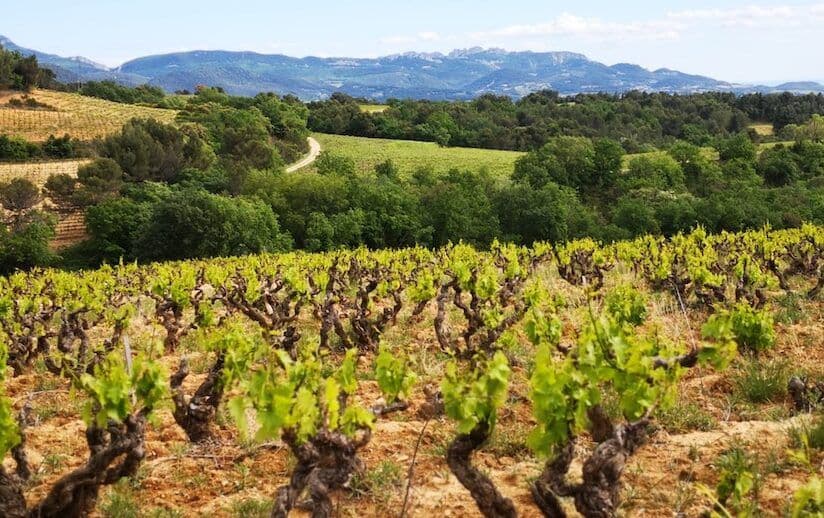 Getting to know Rhône’s contrasting Lirac and Rasteau