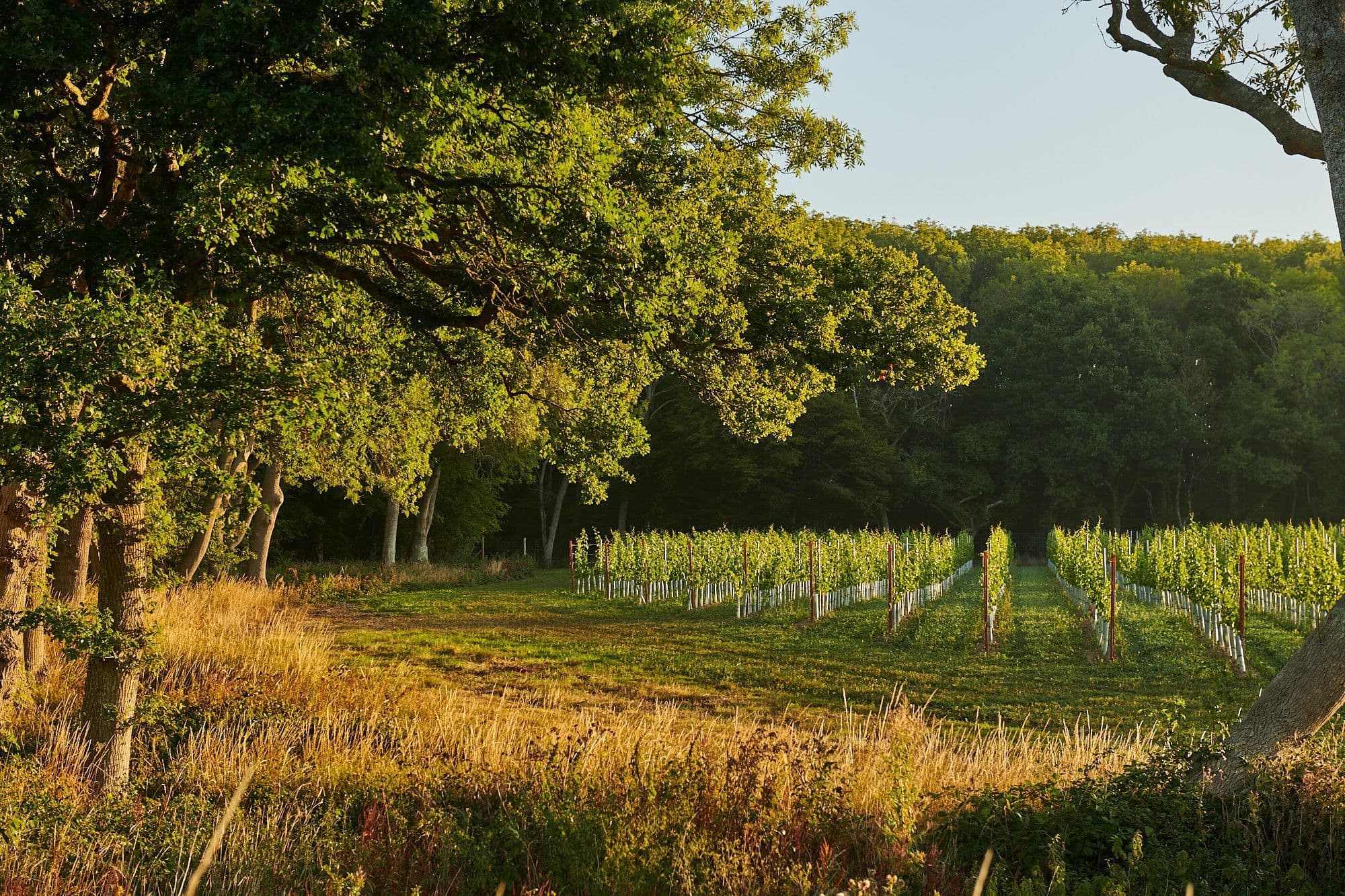 How Sussex’s Artelium is helping to drive English site-led winemaking