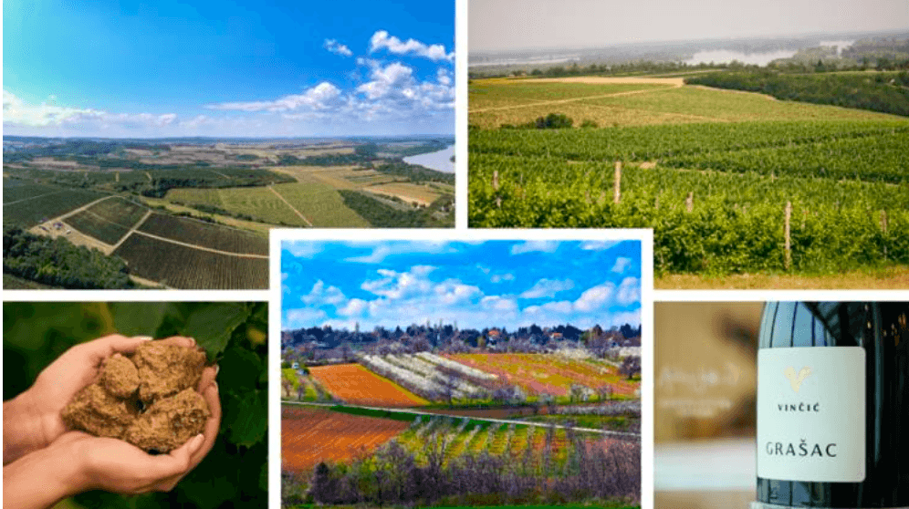 Come and discover the wines of Serbia's Vojvodina wine region