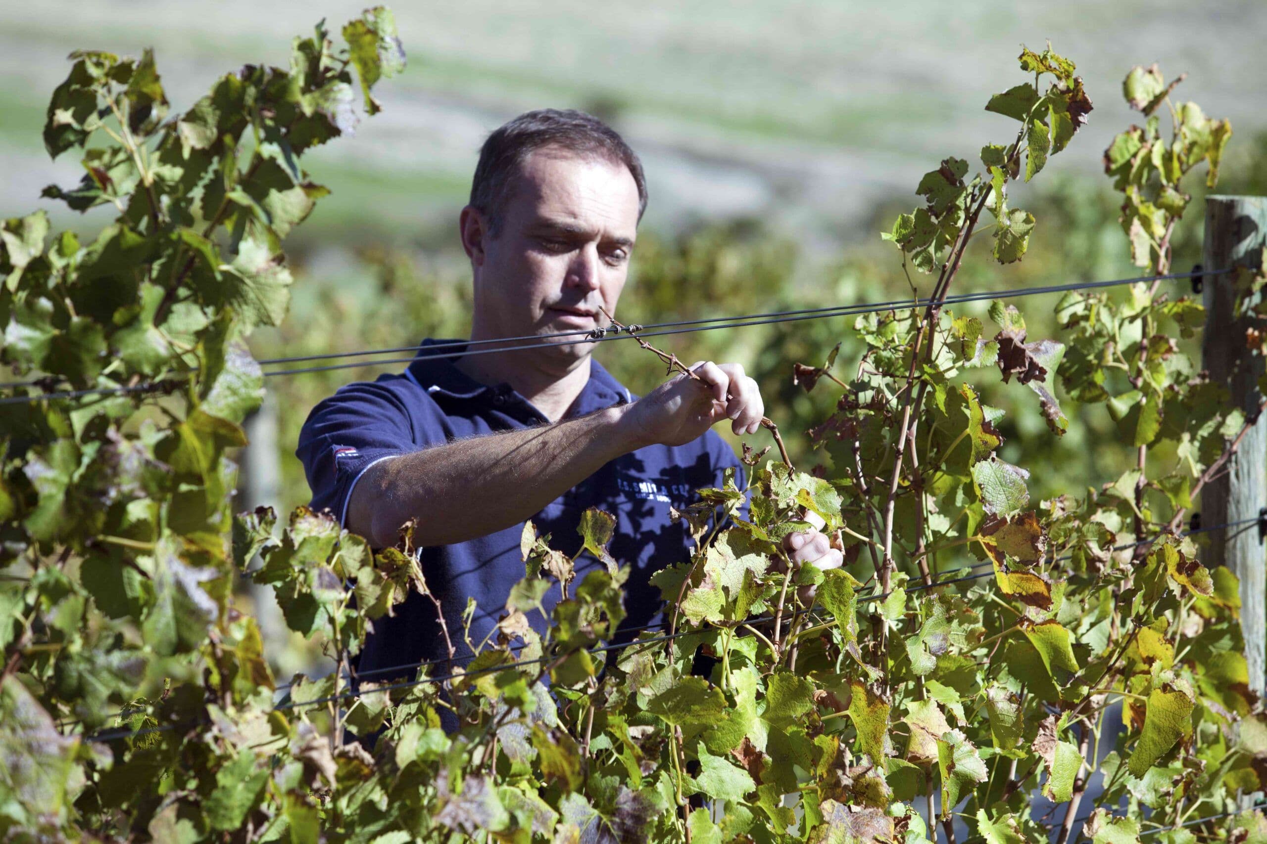 Onwards: Johan Delport on finding a new winemaking role
