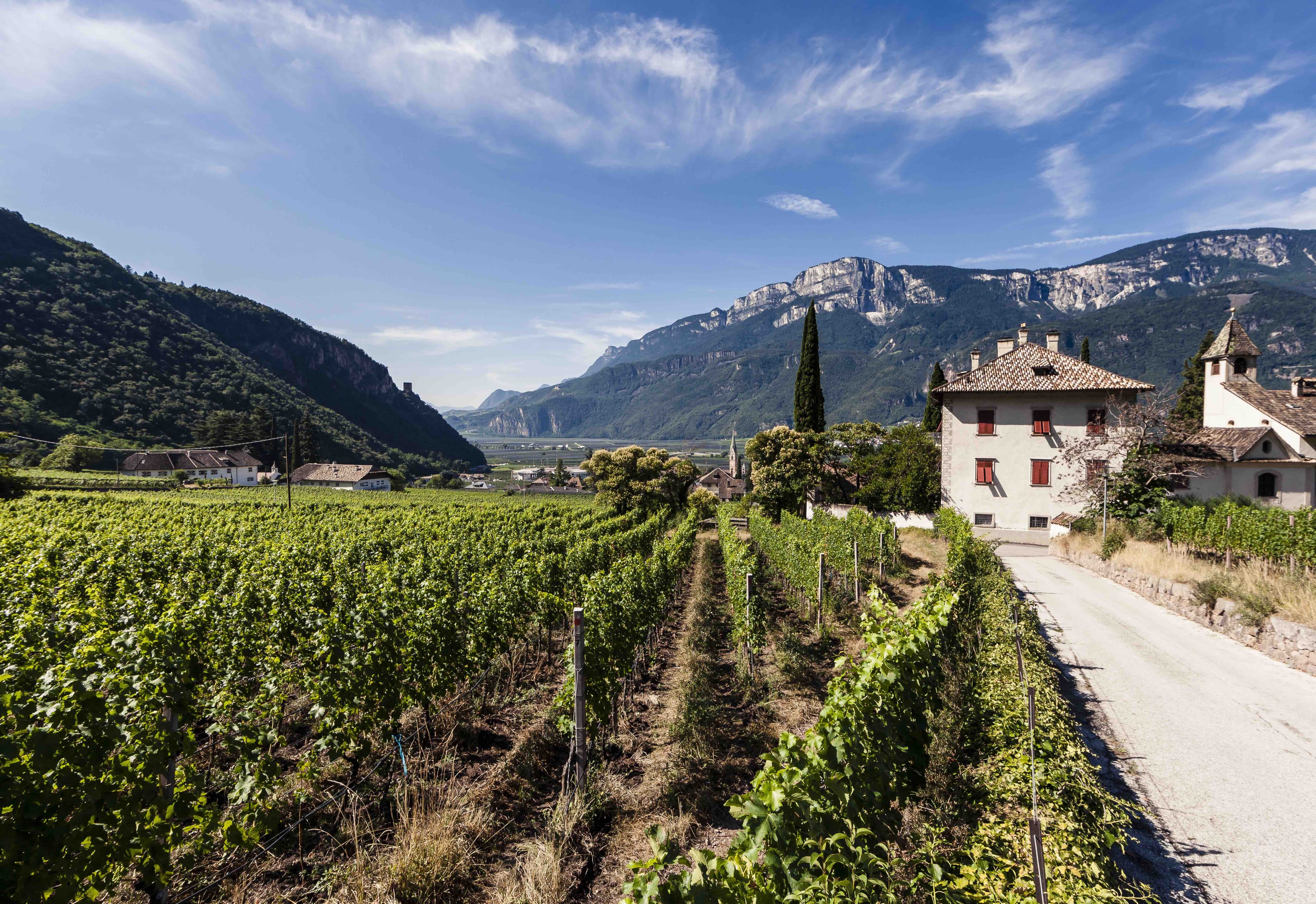 Whites from North shine at Definitive Italian Wine Tasting