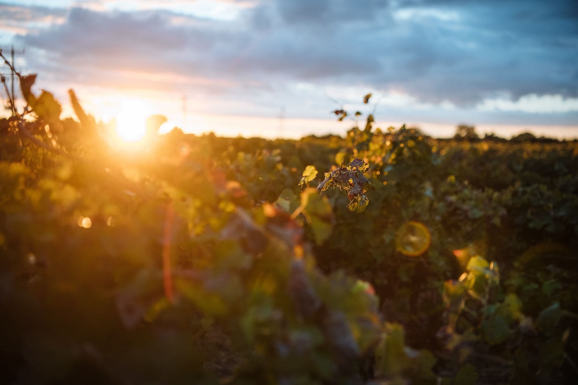 How diversity of Australian wine is the focus of Calabria Family Wines