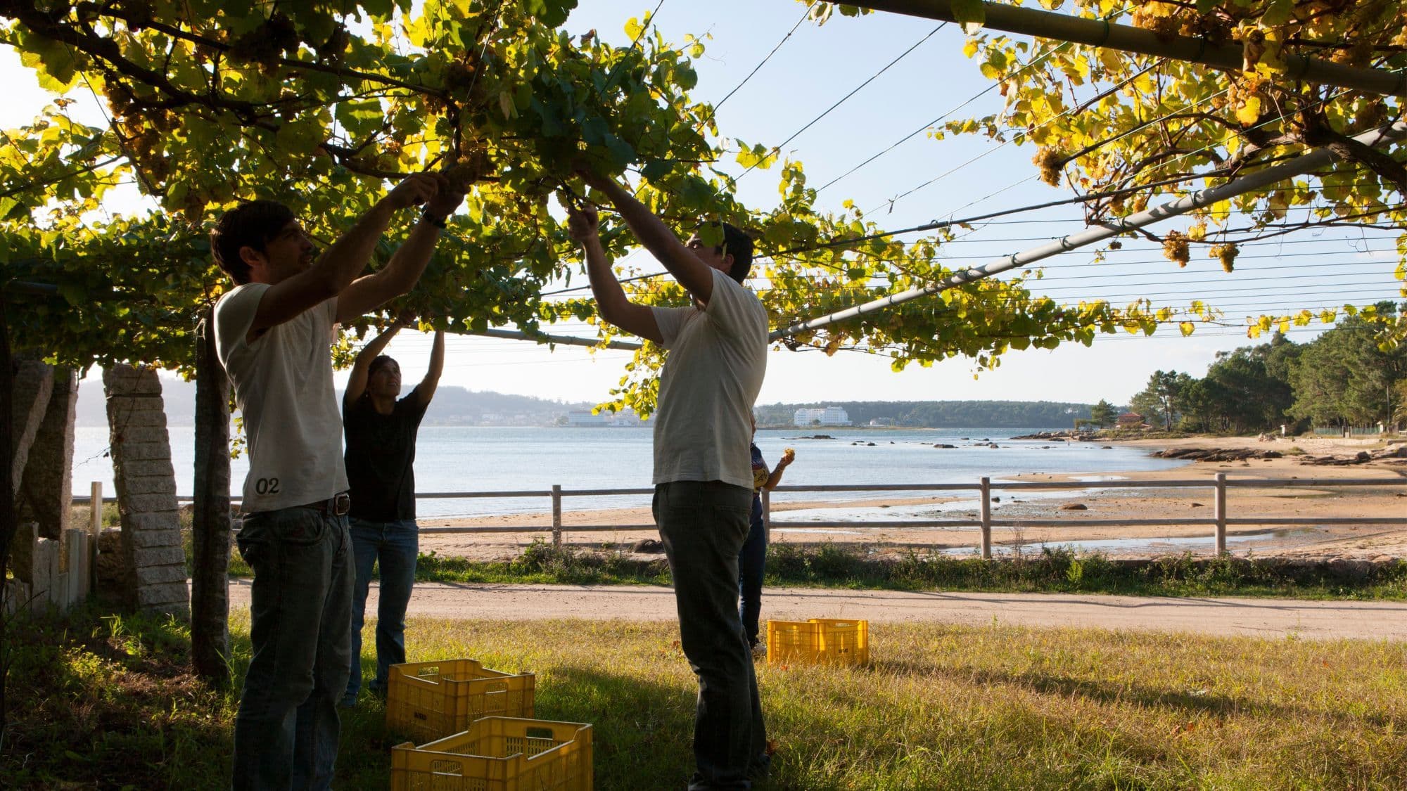 Making sense of Albariño with the 5 subzones of Rías Baixas