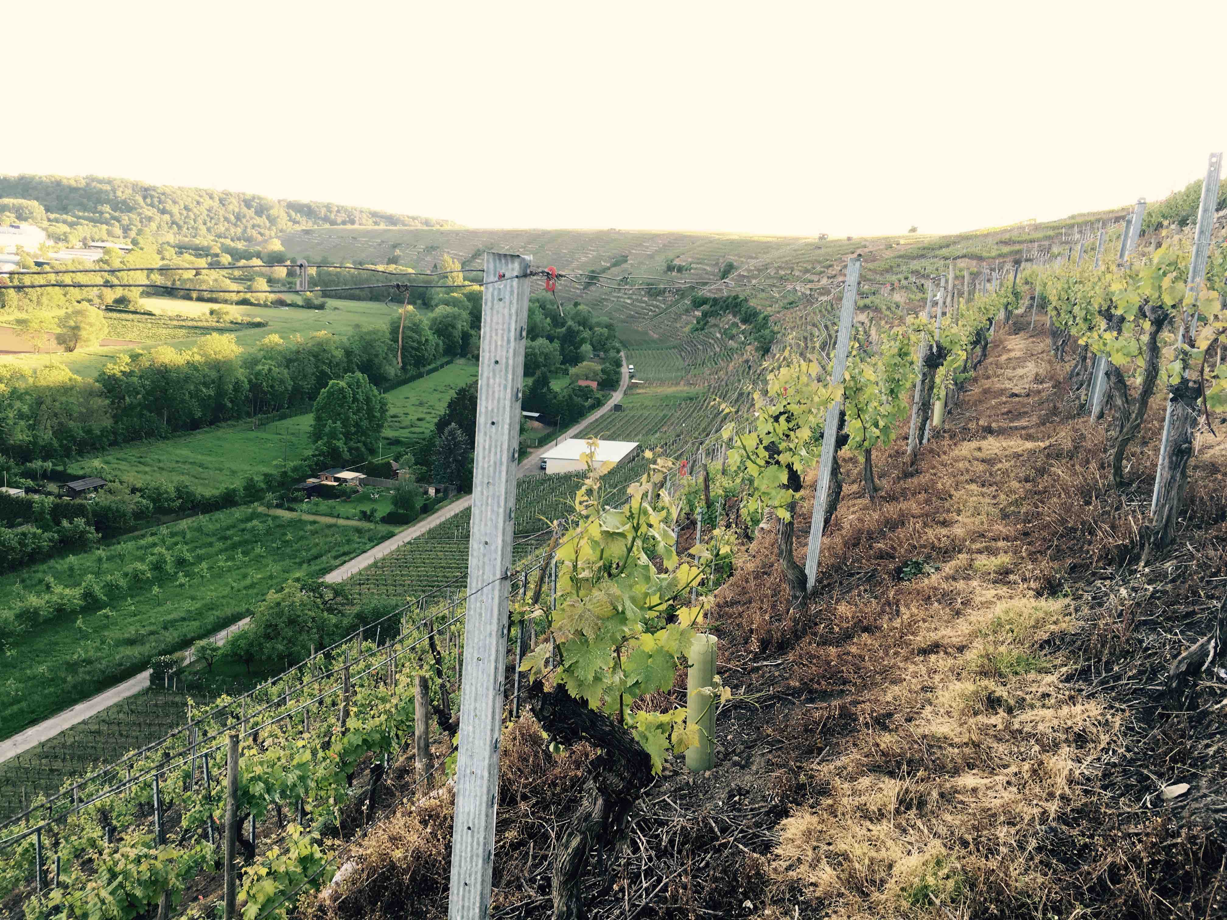 Don’t mention the Riesling: the other grapes of Germany