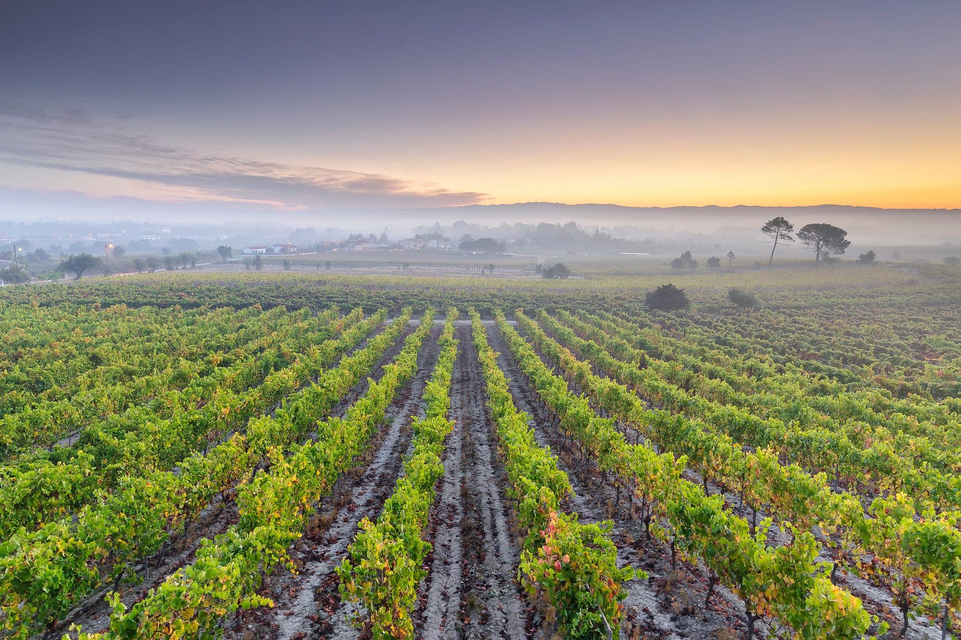 Jamie Goode on Bairrada, the rising star of Portuguese wine