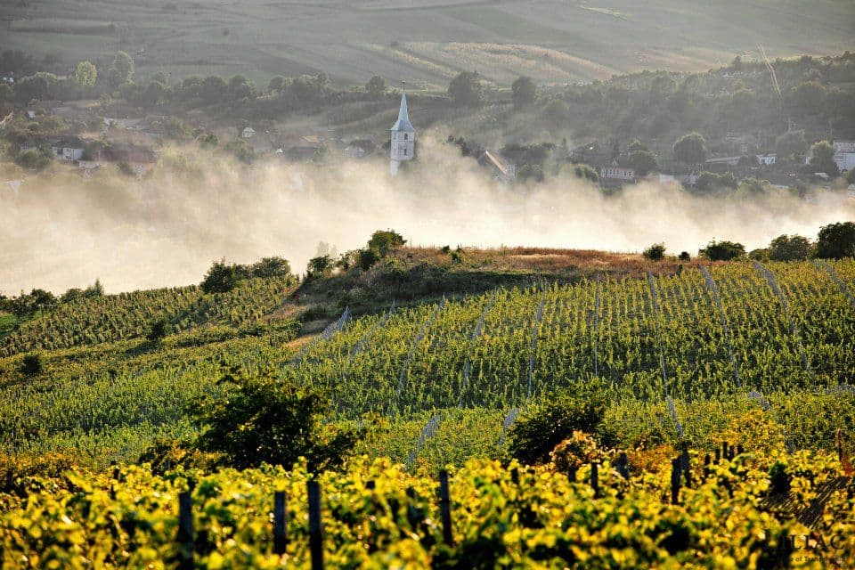 Rise in Romanian wine & success at Winelovers Wine Awards