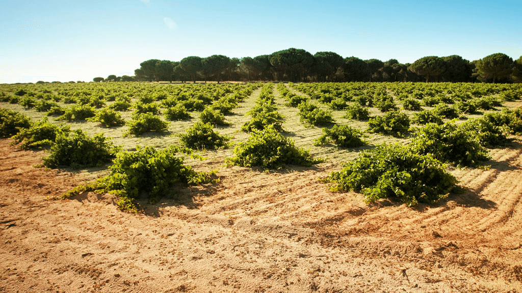 David Kermode: how Spain’s wine barons are re-inventing Rueda
