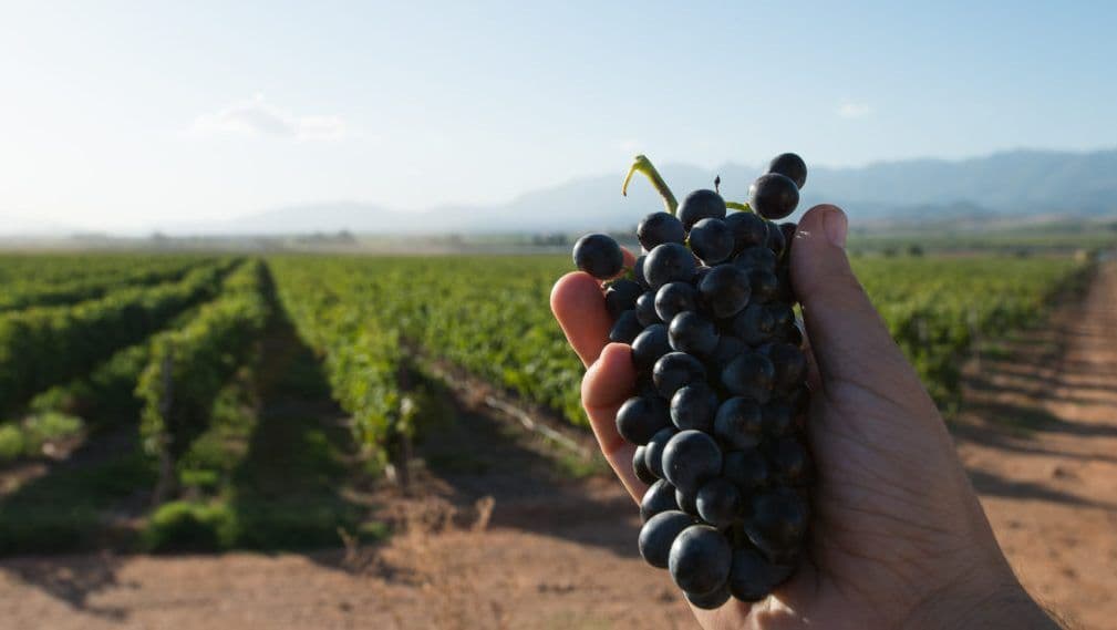 Geoffrey Dean’s Top 10 South African wineries to watch