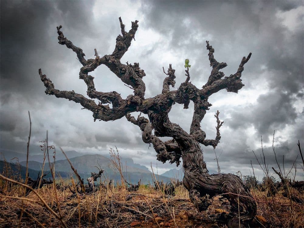 Putting old vines on the agenda with 1st international conference