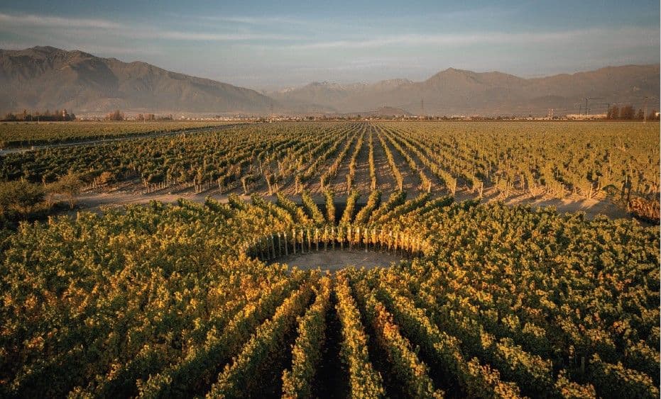 Don Melchor: viticulture is taking our top Chilean wines to a new level