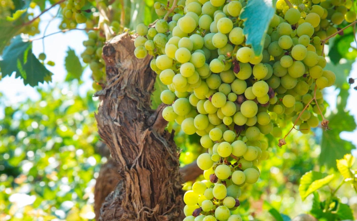 Attica and its new identity in the international wine world