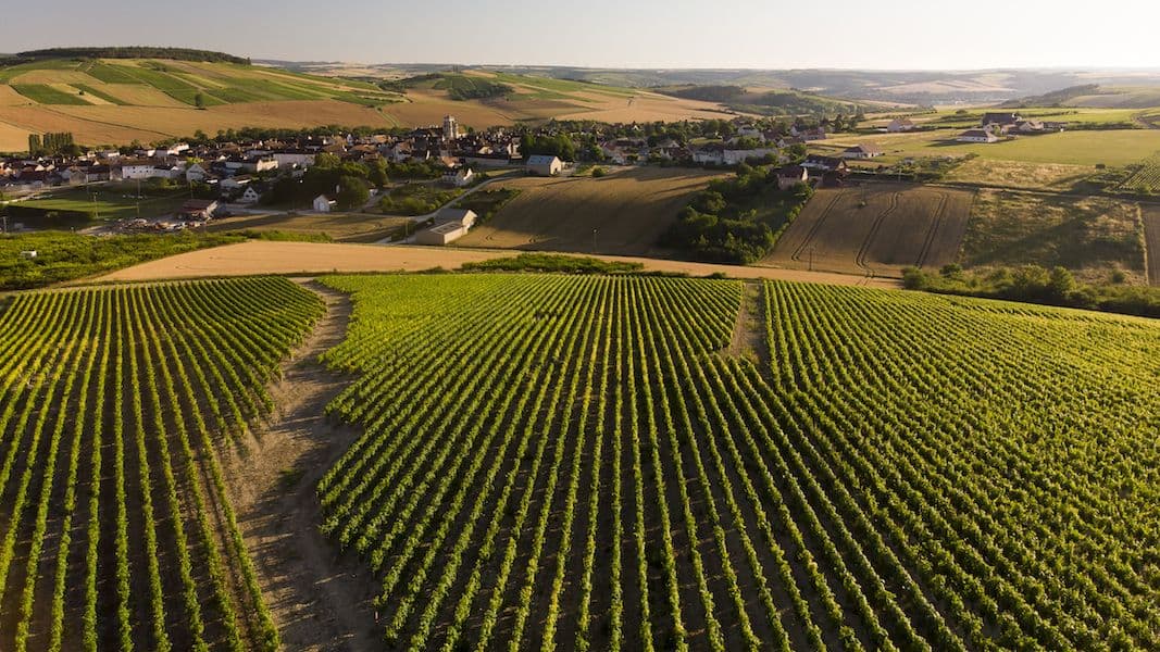 Bourgogne Week 2020: Flint Wines gives the inside track