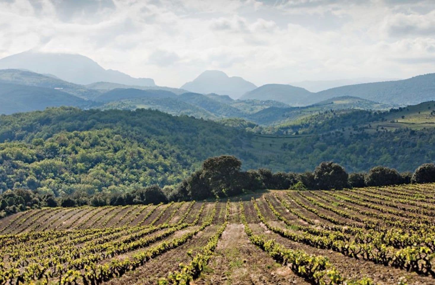 Why quality, value & diversity are key for Pays d’Oc IGP wines