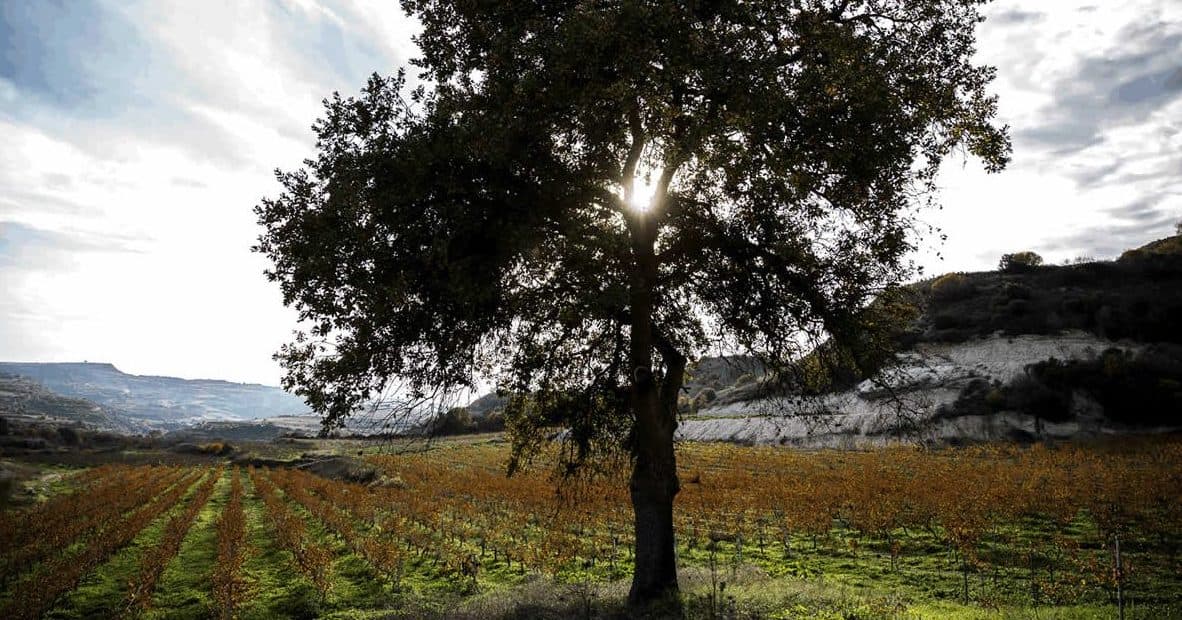 How new wave Cypriot wine still relies on its ancient varieties