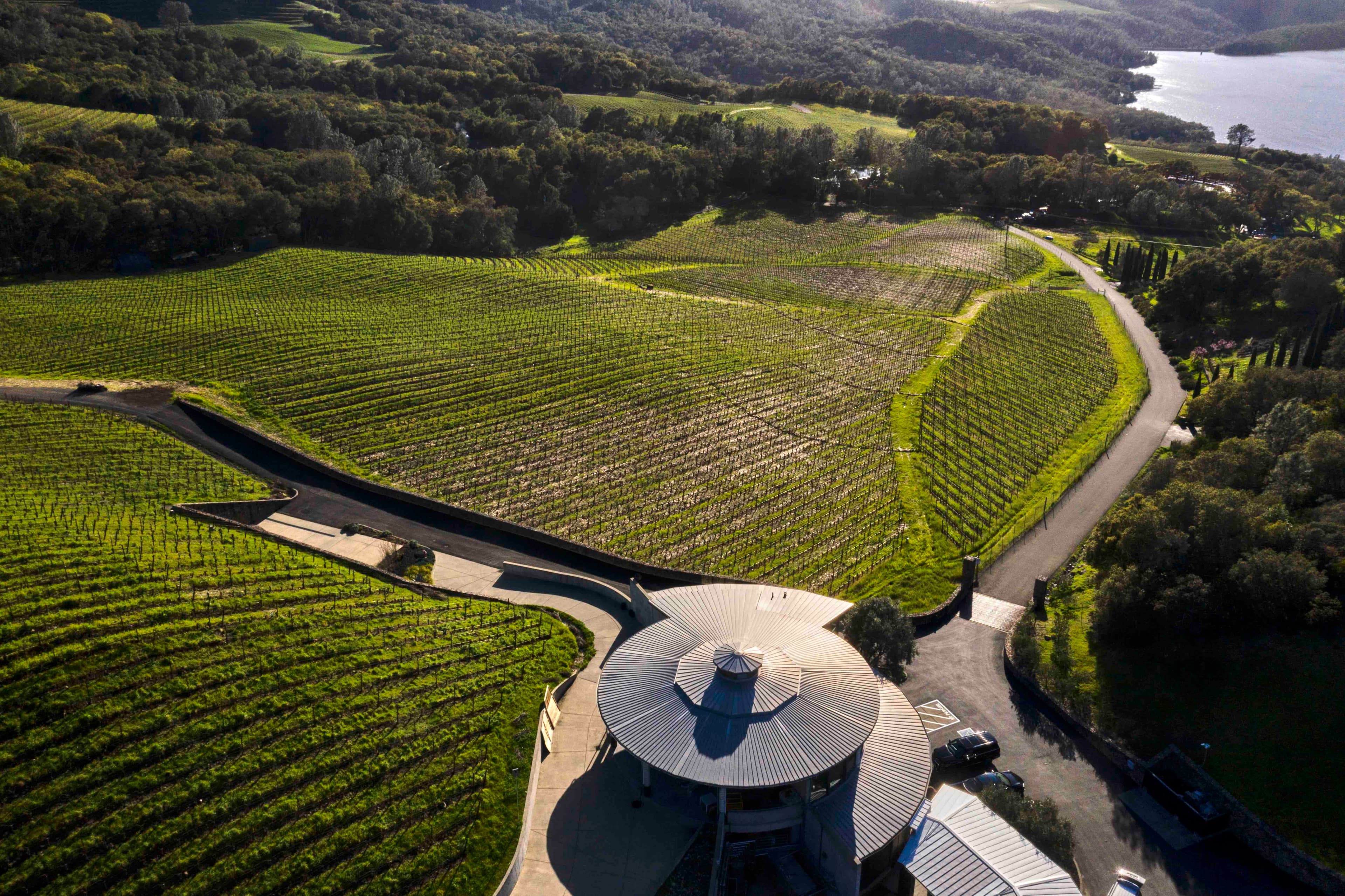 Bryant Family Vineyards focus on exports for its premium Napa wines