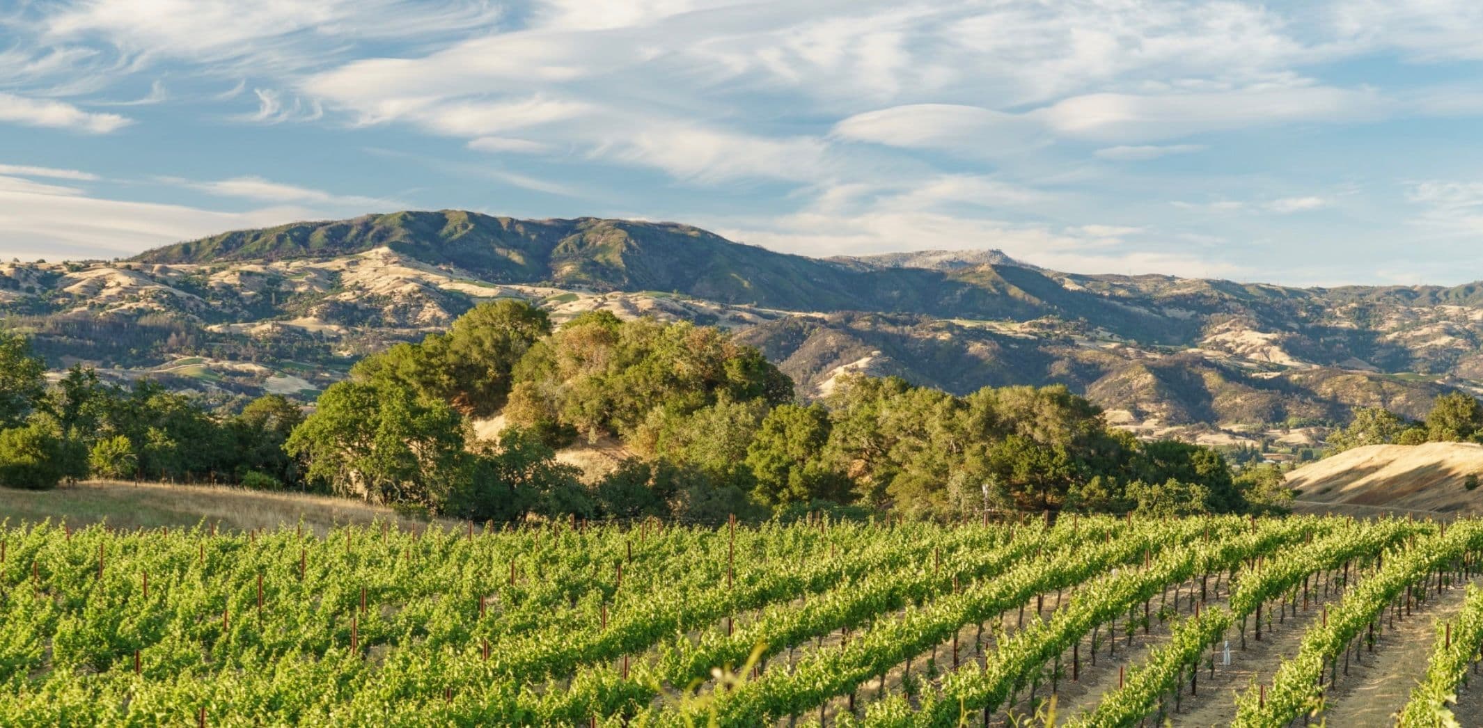 How Sonoma's AVAs can deliver diversity, complexity and quality