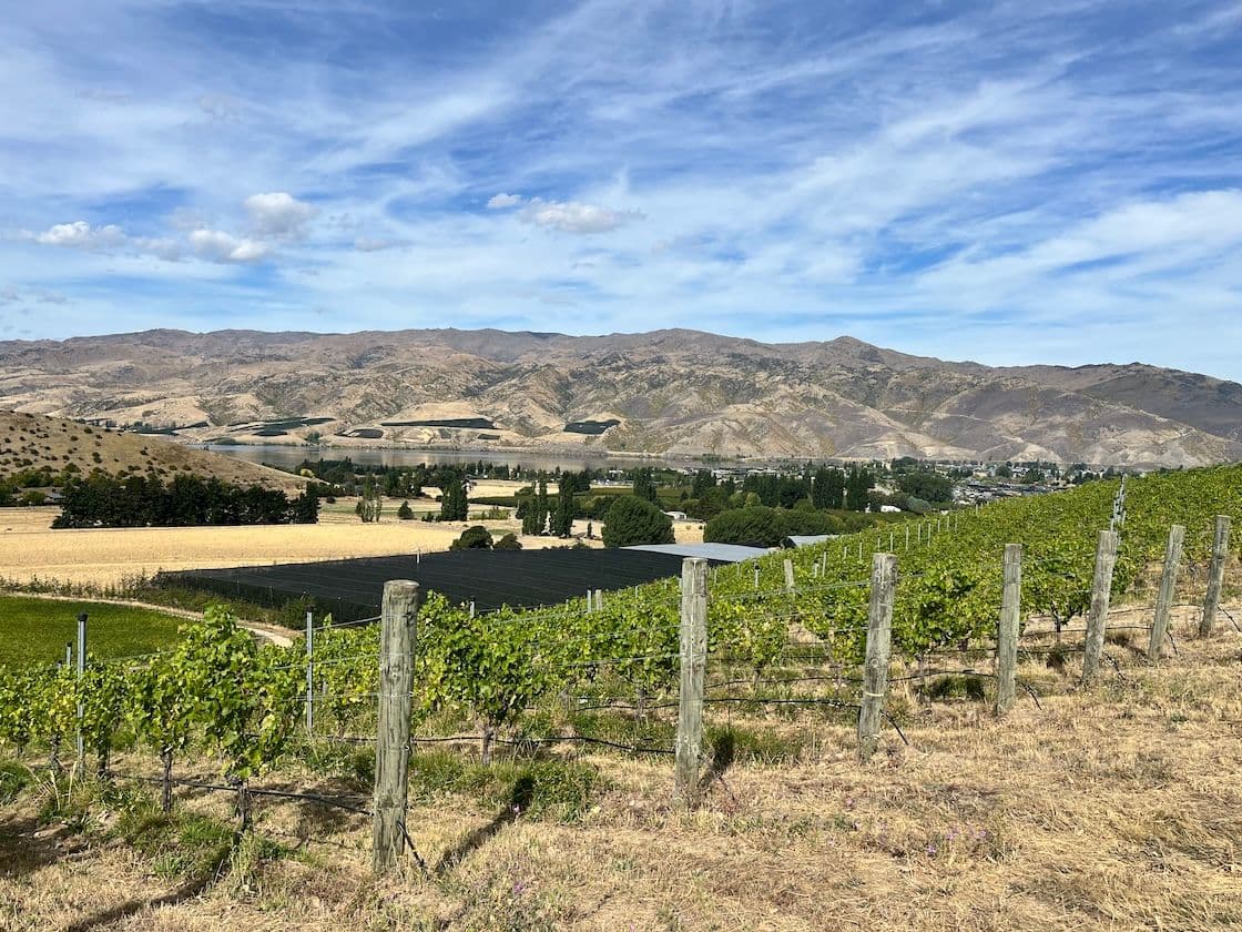 How 'magical' whites are the next big thing from NZ's Central Otago