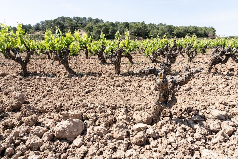 Discovering Catalonian gems in the wines of DO Terra Alta