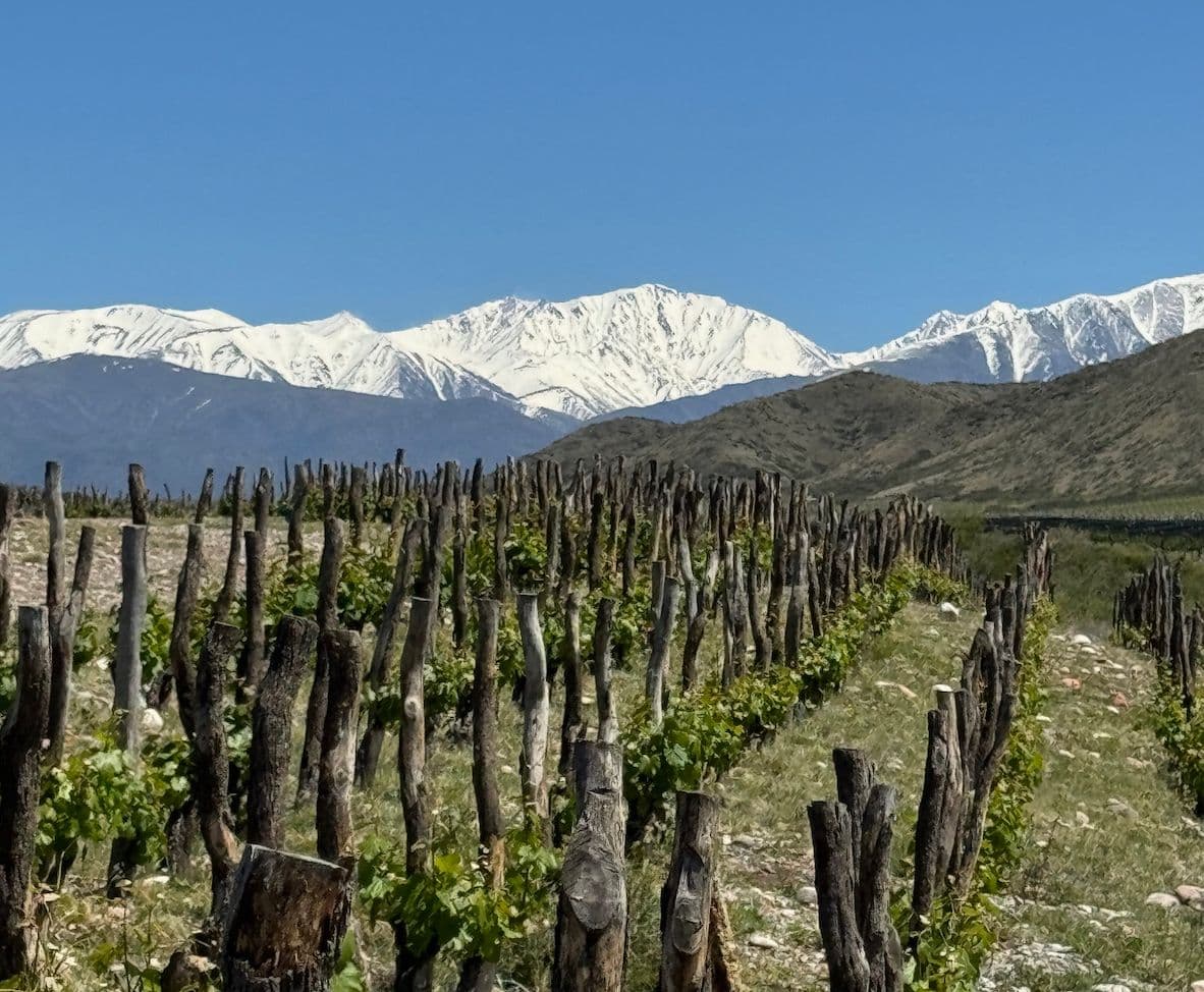 How Argentina’s ‘mountain wines’ are taking it to new heights