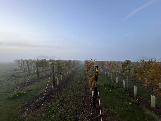 English wine 2024: an end-of-harvest report from Gutter&Stars