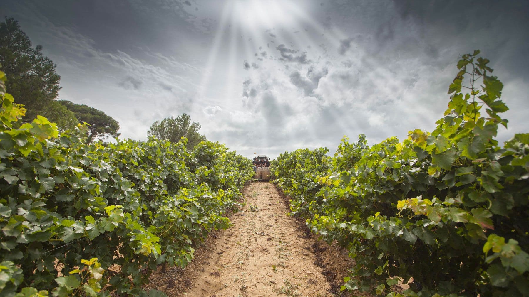 Top wine merchants on why Pays d’Oc IGP wines offer them so much