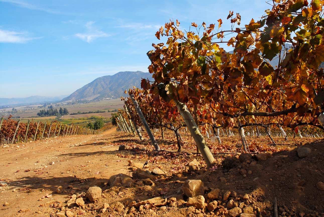 Viña Carmen on setting the bar for other Chilean producers to follow
